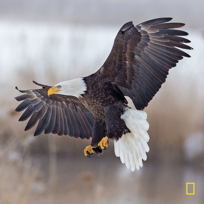 Белоголовый Орлан анфас