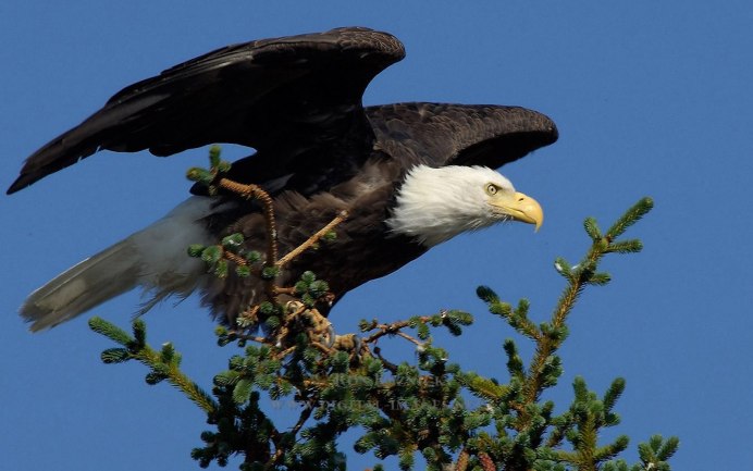 Белоголовый Беркут