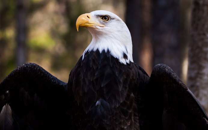 Белоголовый Орлан голова