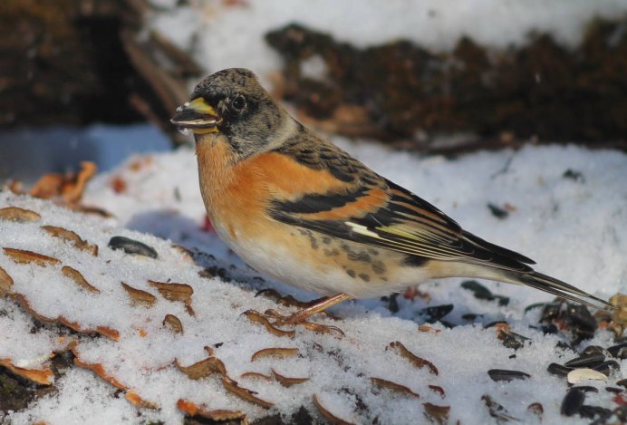 Юрок (fringilla montifringilla)
