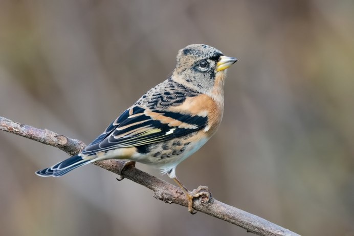 Юрок (fringilla montifringilla)