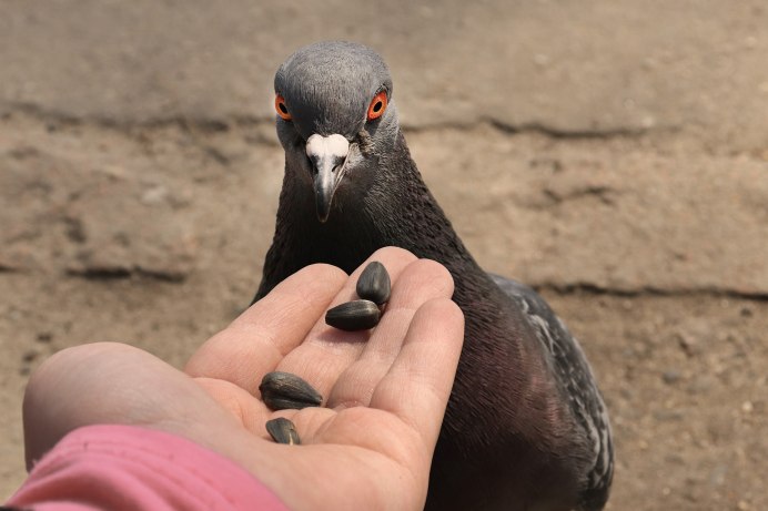 Голуби и семечки