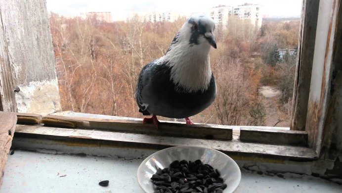 Голуби едят семечки