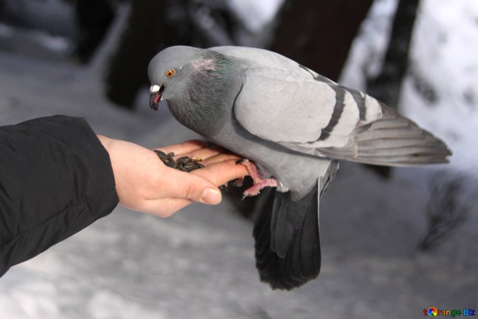 Голуби крошки