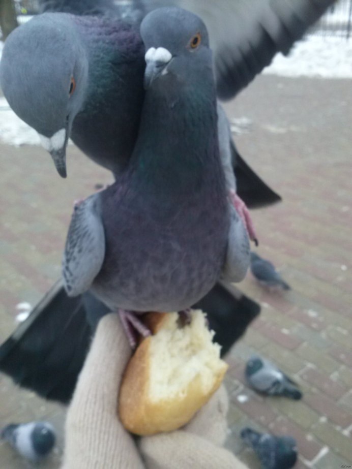 Голубь с хлебной коркой