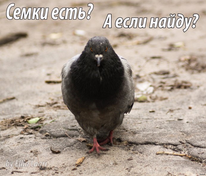 Голубь ест хлеб