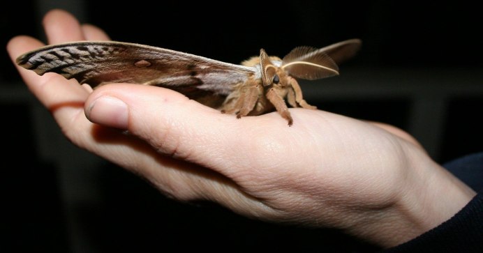 Attacus Atlas гусеница