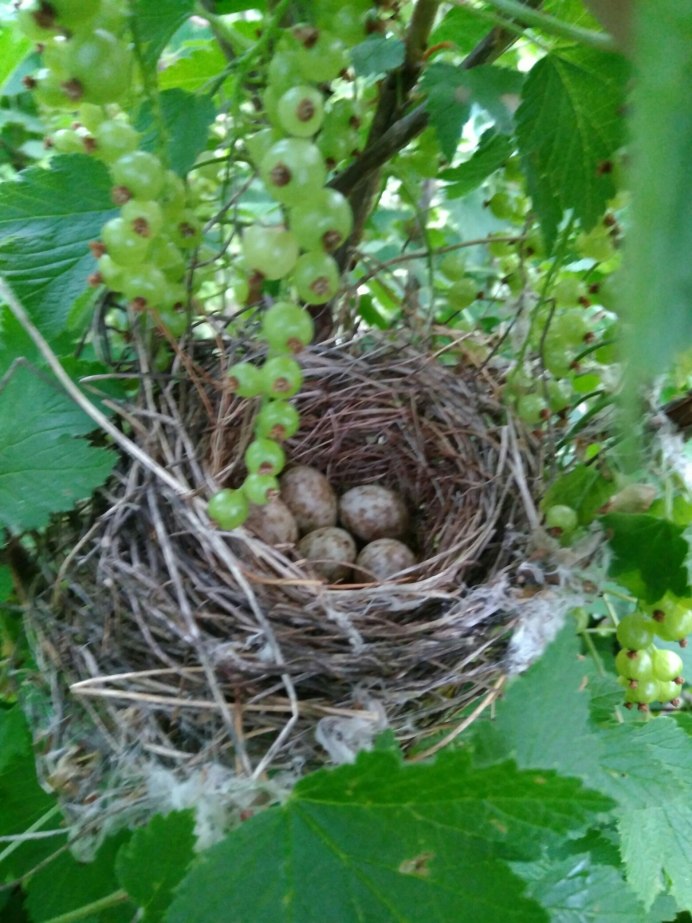 Соловьиные яйца