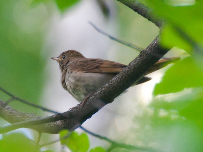 Соловей обыкновенный гнездо