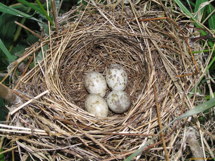 Яйца варакушки