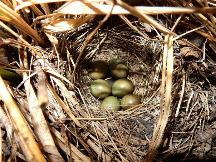 Птица Славка гнездо