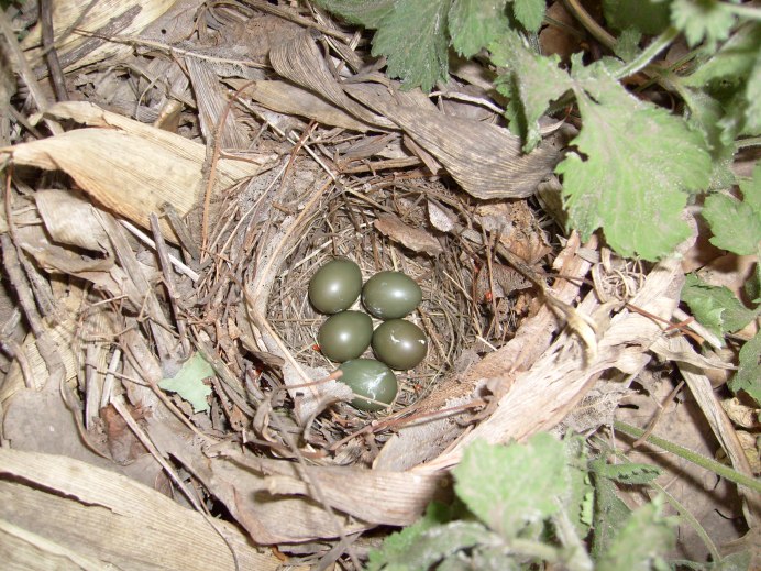 Ястребиная Славка гнездо яйца