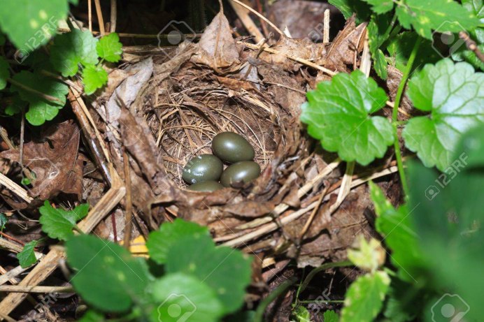 Яйца соловья