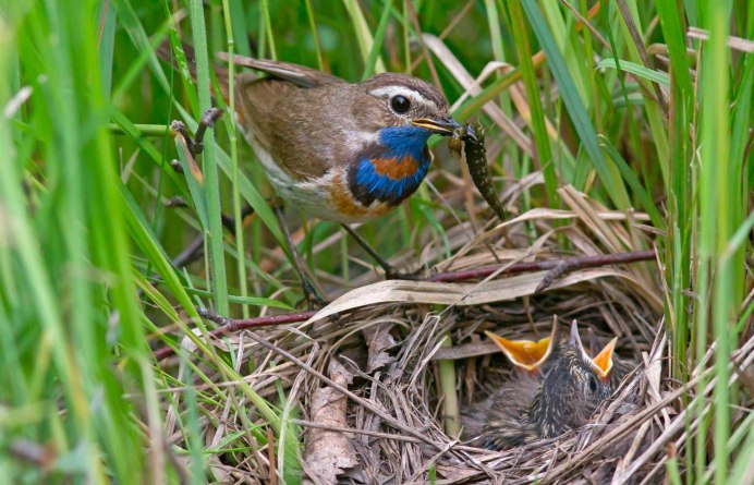 Гнездо певчего дрозда