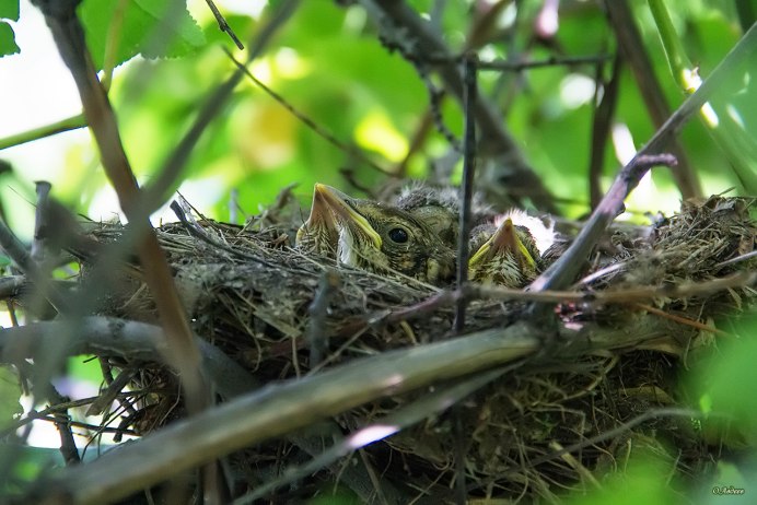 Соловейный гнездо