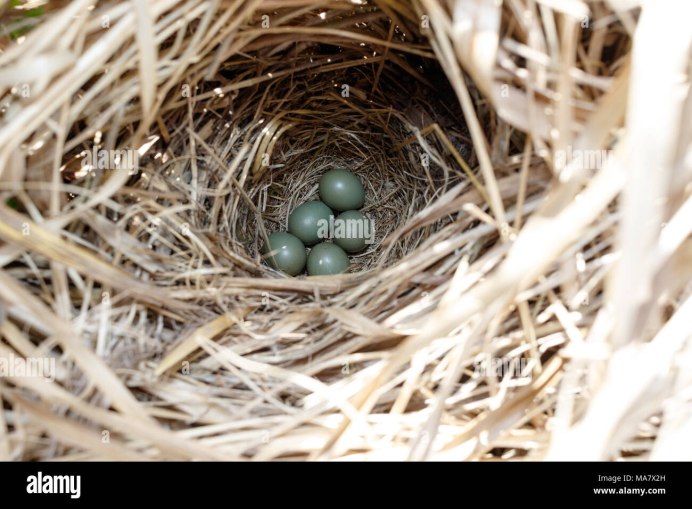 Соловей обыкновенный гнездо