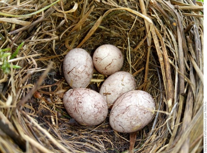 Лесная завирушка гнездо