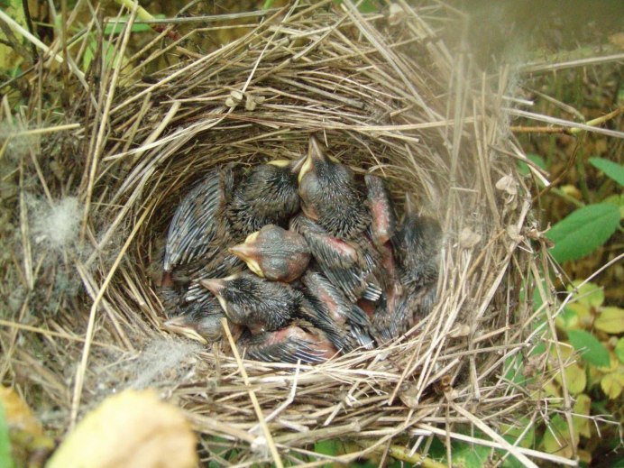 Птица варакушка птенцы