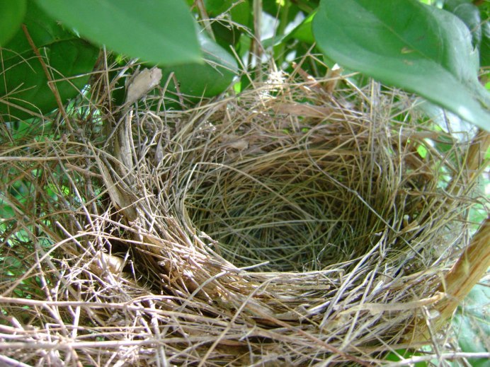 Гнездо певчего дрозда