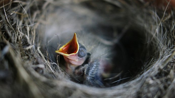 Соловей обыкновенный гнездо