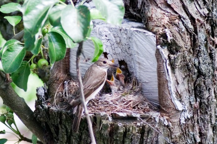Варакушка птица гнездо