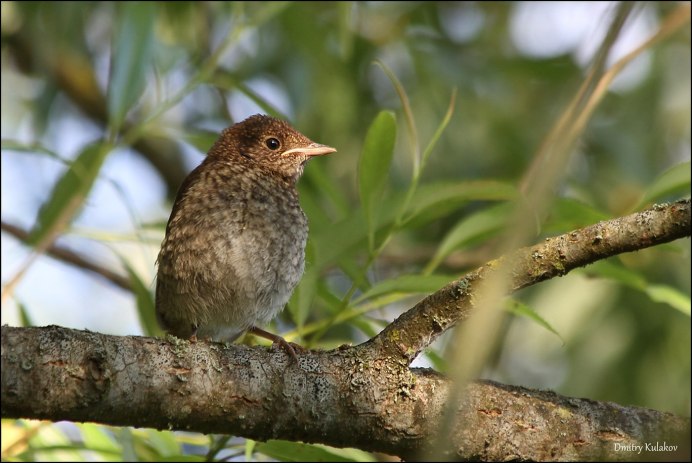 Птички в гнезде