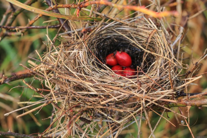 Белые яйца в гнезде