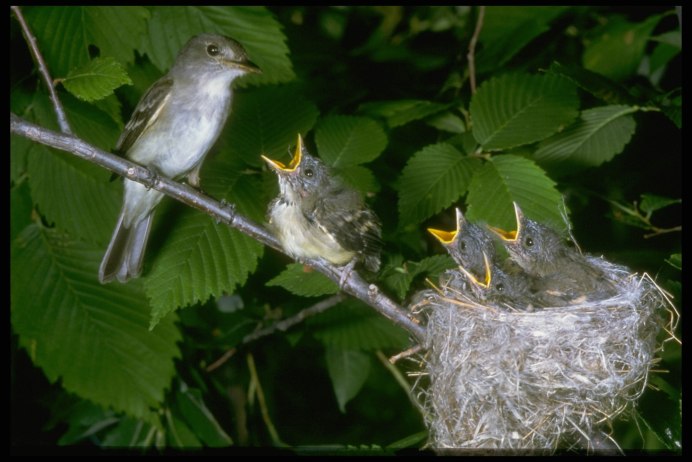 Гнездо скворца