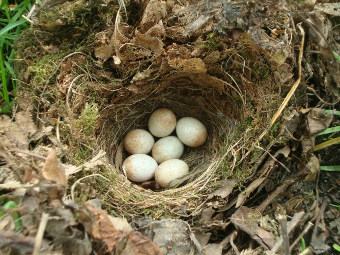 Ласточка обыкновенная гнездо яйца
