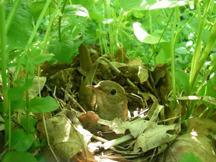 Гнездо для птиц.