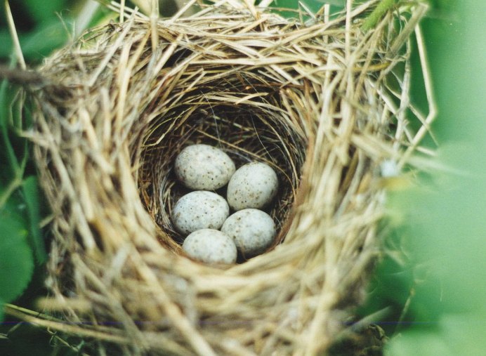Соловей яйца и гнездо
