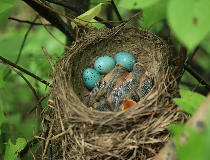 О чем напоминают песни соловья