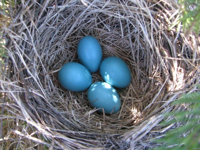 Гнездо варакушки