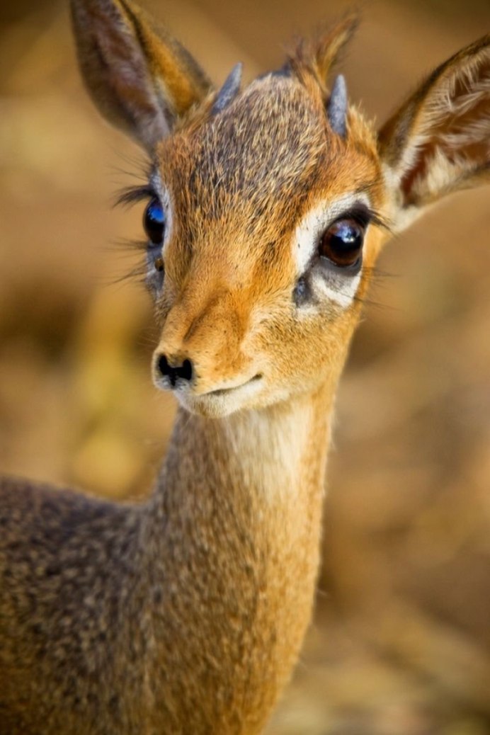 Горная Лань фото животное