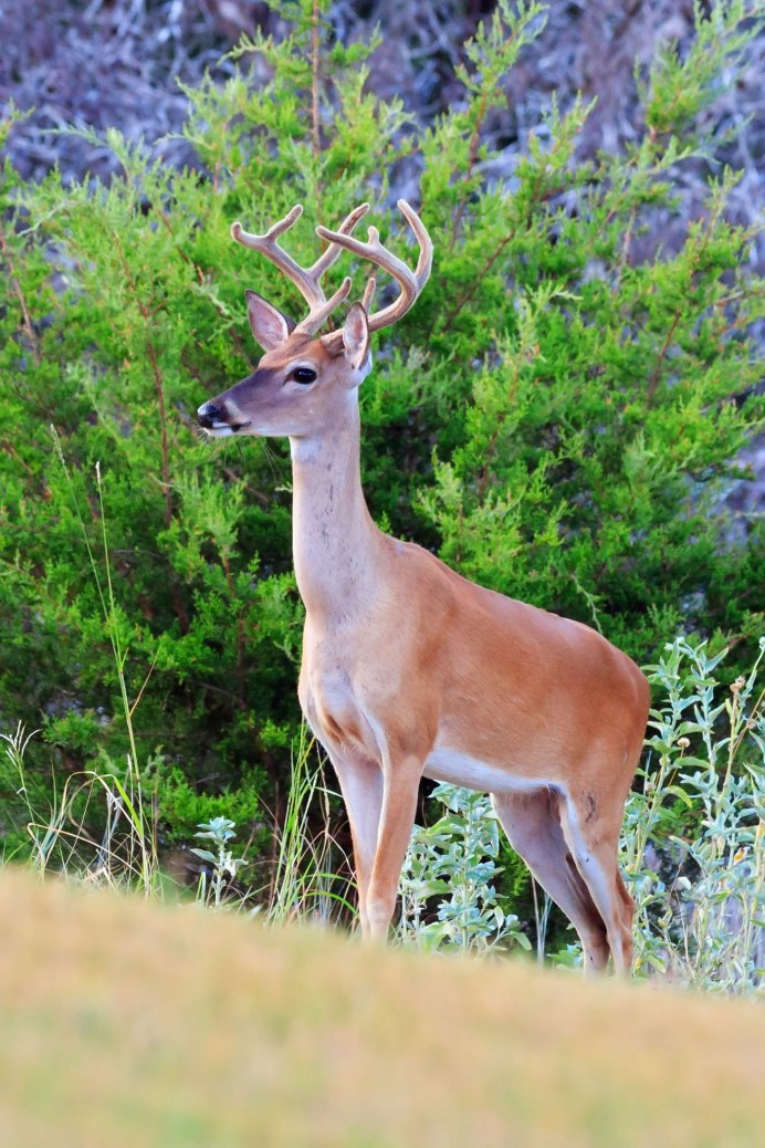 Cervus Nippon