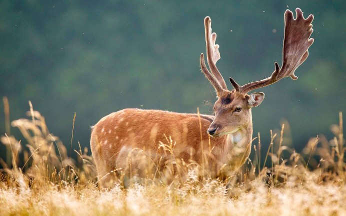Fastest animals on Earth