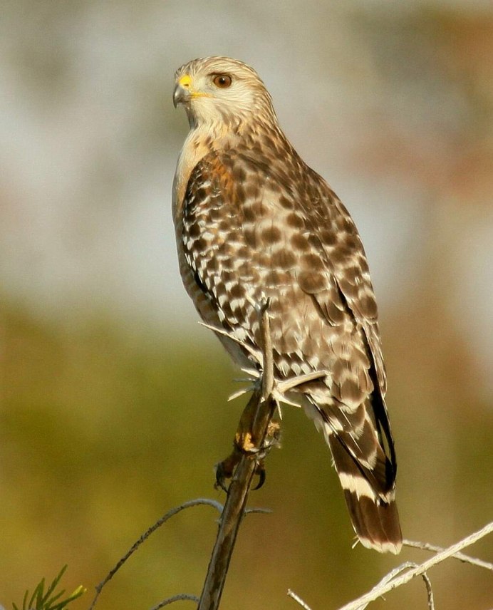 Монгольский балобан