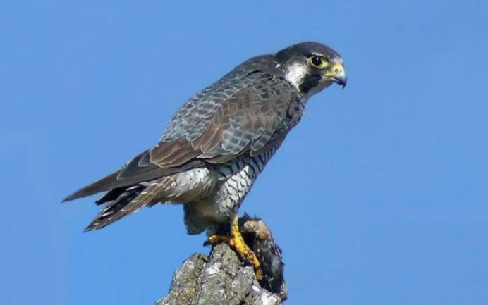 Соколы Кречет и Сапсан