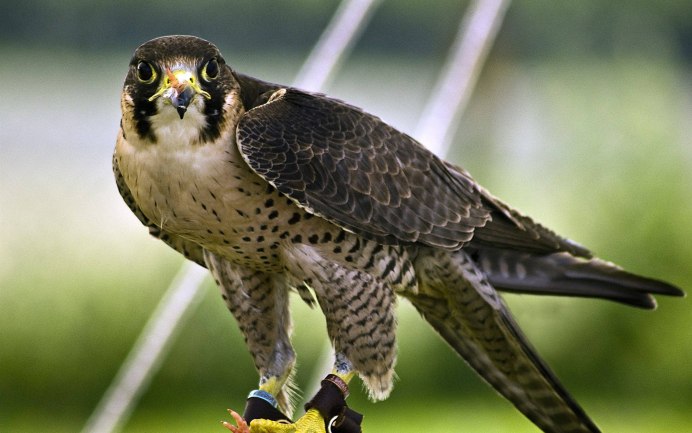 Сапсан птица