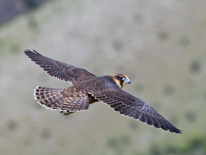 Сокол Сапсан пикирует