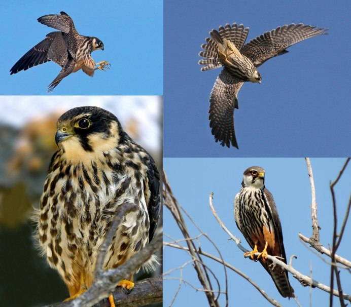 Сокол Сапсан пикирует