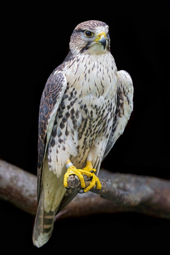 Хоук ястреб Крылья