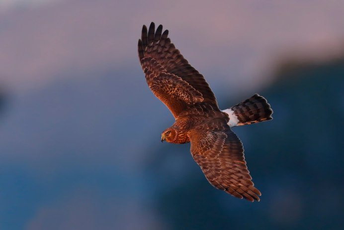 Тетеревятник (Accipiter gentilis)