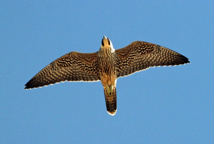 Алтайский Сокол балобан