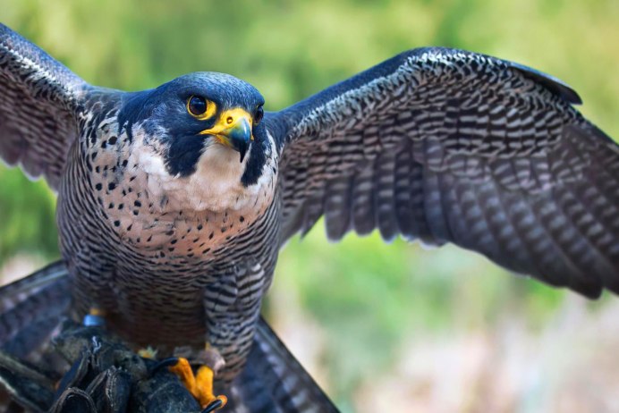 Сокол Сапсан