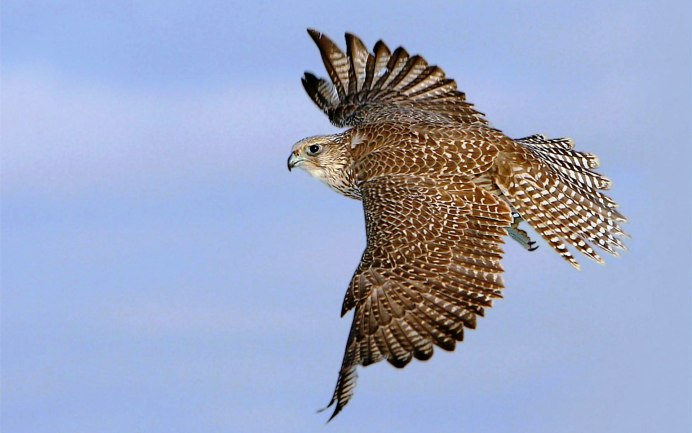 Сапсан Falco peregrinus