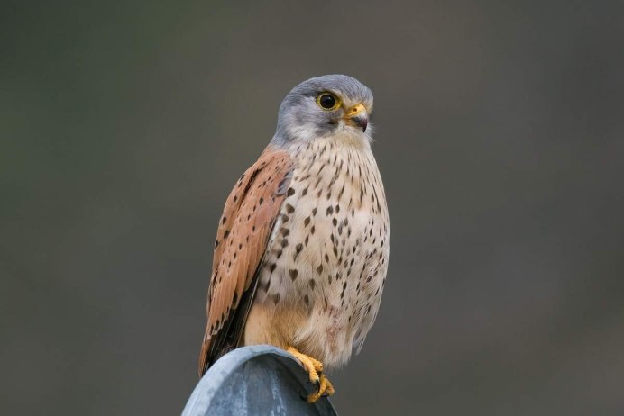 Кобчик пустельга