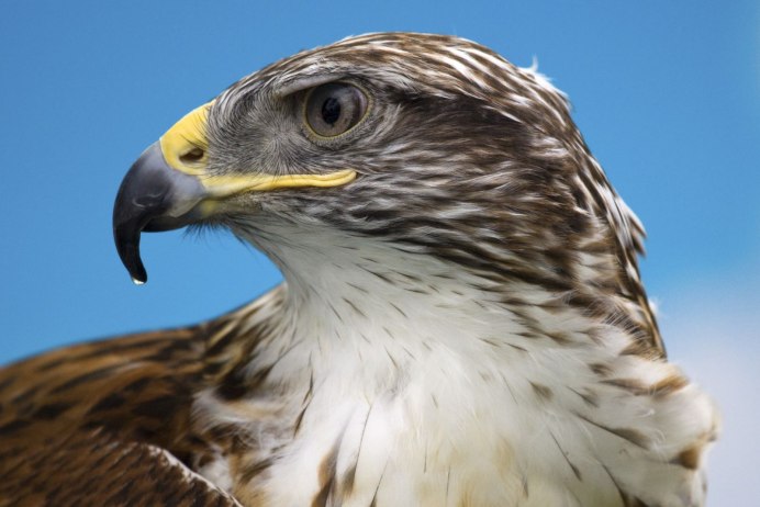 Сокол птица