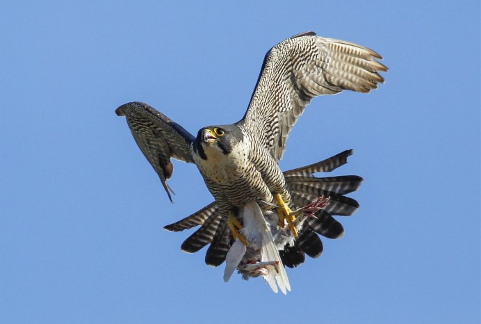 Сапсан птица вид сверху