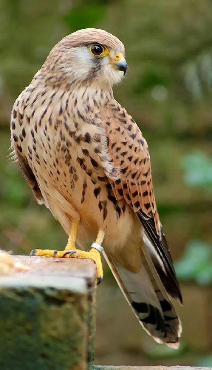 И Сапсан и балобан и Кречет